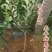 新品种早生三月李子树苗嫁接早熟青脆李子苗蜂糖李南北方当年