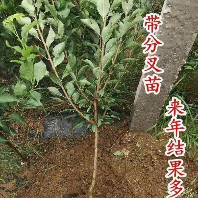 新品种早生三月李子树苗嫁接早熟青脆李子苗蜂糖李南北方当年