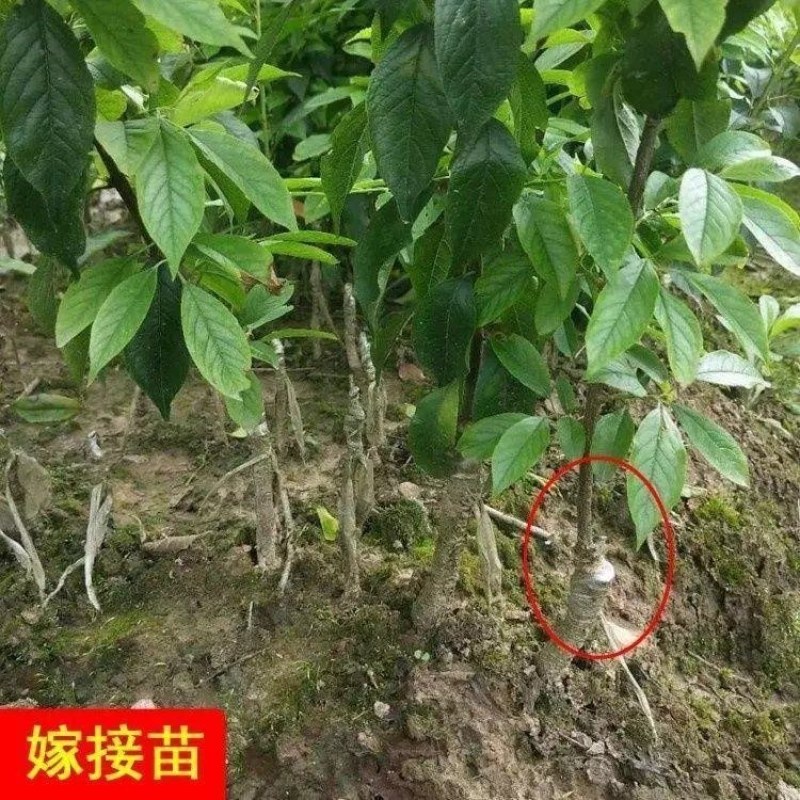 正宗嫁接李子苗五月脆李子大果耐寒南方北方盆栽地栽阳台庭院