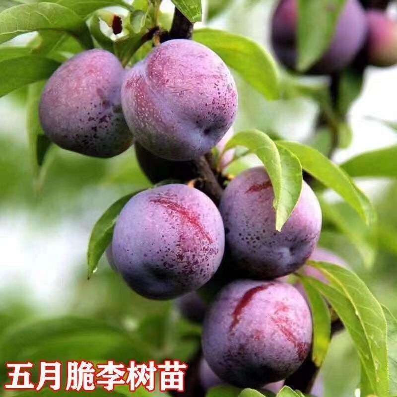 正宗嫁接李子苗五月脆李子大果耐寒南方北方盆栽地栽阳台庭院