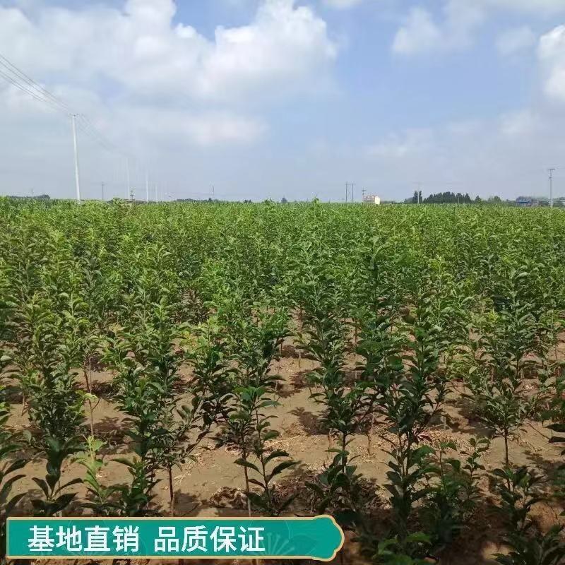 正宗嫁接李子苗五月脆李子大果耐寒南方北方盆栽地栽阳台庭院