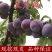 正宗嫁接李子苗五月脆李子大果耐寒南方北方盆栽地栽阳台庭院