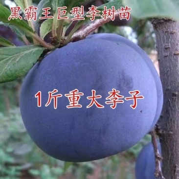 特大黑霸王脱骨李子苗南方北方种植盆栽地栽当年结果嫁接李子