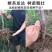 特大黑霸王脱骨李子苗南方北方种植盆栽地栽当年结果嫁接李子