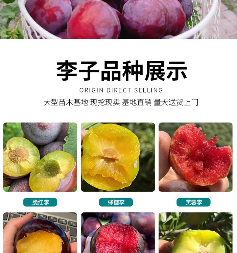 新品种美人醉李子苗特大离核李子嫁接苗盆栽地栽庭院南北