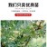 新品种美人醉李子苗特大离核李子嫁接苗盆栽地栽庭院南北