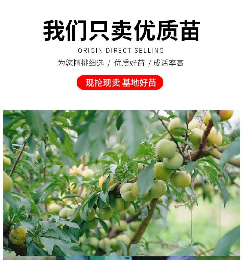 新品种美人醉李子苗特大离核李子嫁接苗盆栽地栽庭院南北