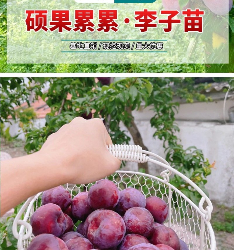 新品种美人醉李子苗特大离核李子嫁接苗盆栽地栽庭院南北