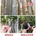 新品种美人醉李子苗特大离核李子嫁接苗盆栽地栽庭院南北