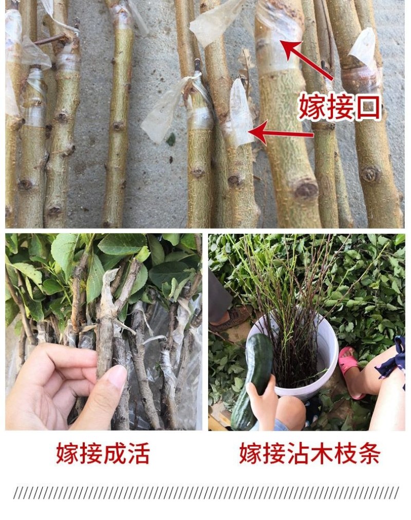 新品种美人醉李子苗特大离核李子嫁接苗盆栽地栽庭院南北