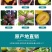 新品种美人醉李子苗特大离核李子嫁接苗盆栽地栽庭院南北