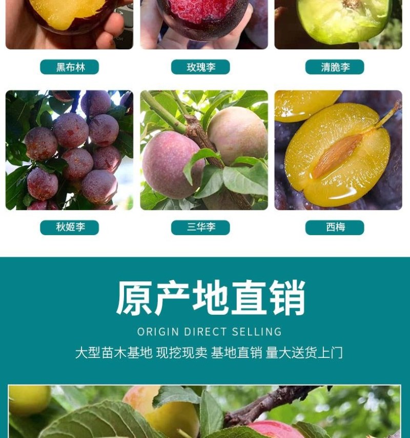 新品种美人醉李子苗特大离核李子嫁接苗盆栽地栽庭院南北