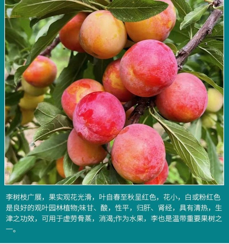 新品种美人醉李子苗特大离核李子嫁接苗盆栽地栽庭院南北