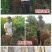 新品种美人醉李子苗特大离核李子嫁接苗盆栽地栽庭院南北