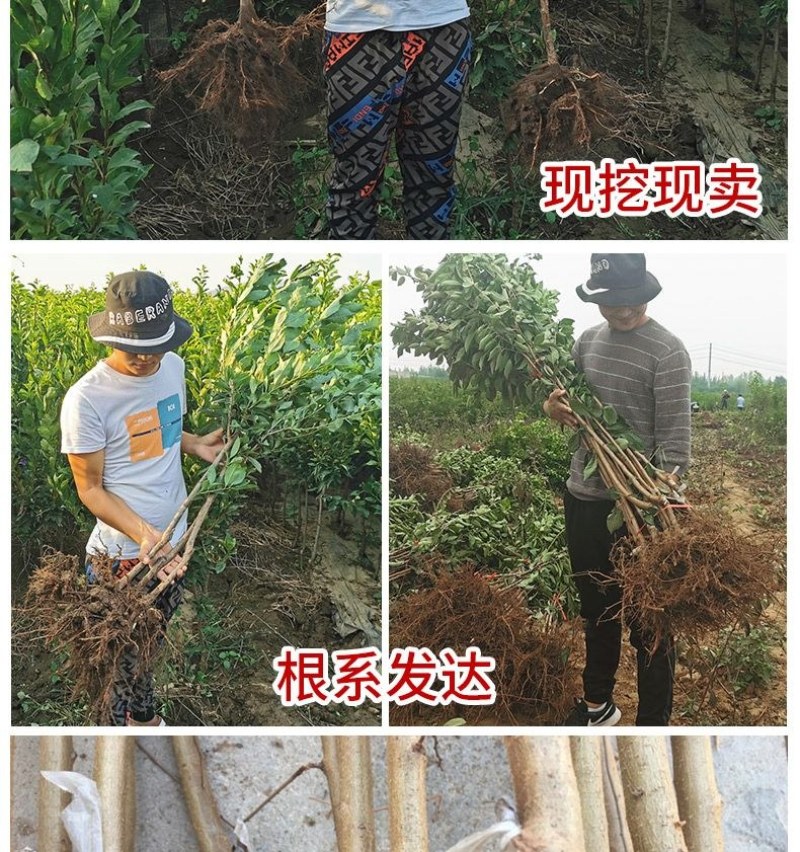 新品种美人醉李子苗特大离核李子嫁接苗盆栽地栽庭院南北