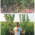 新品种美人醉李子苗特大离核李子嫁接苗盆栽地栽庭院南北