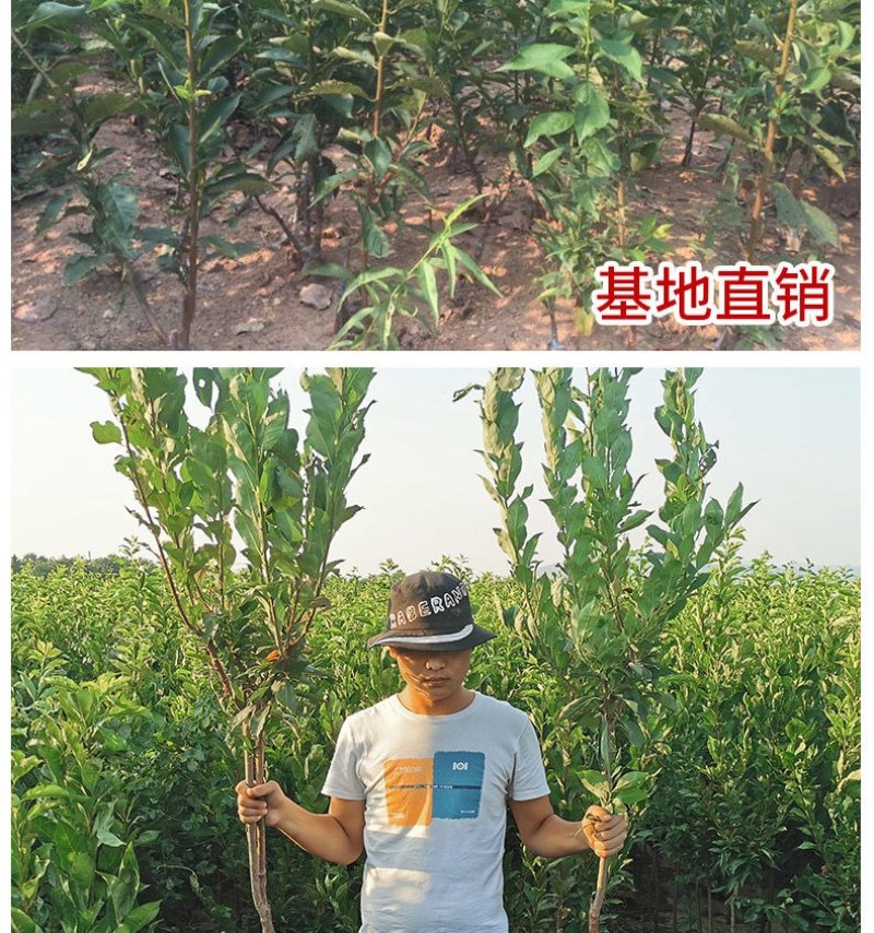 新品种美人醉李子苗特大离核李子嫁接苗盆栽地栽庭院南北