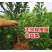 嫁接李子苗油奈李子树苗南北方种植当年结果油奈李