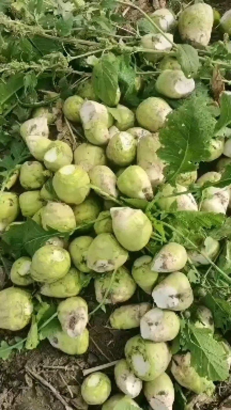优质芥菜头，光头芥菜，地头直发，无黑心，烂心，支持水洗