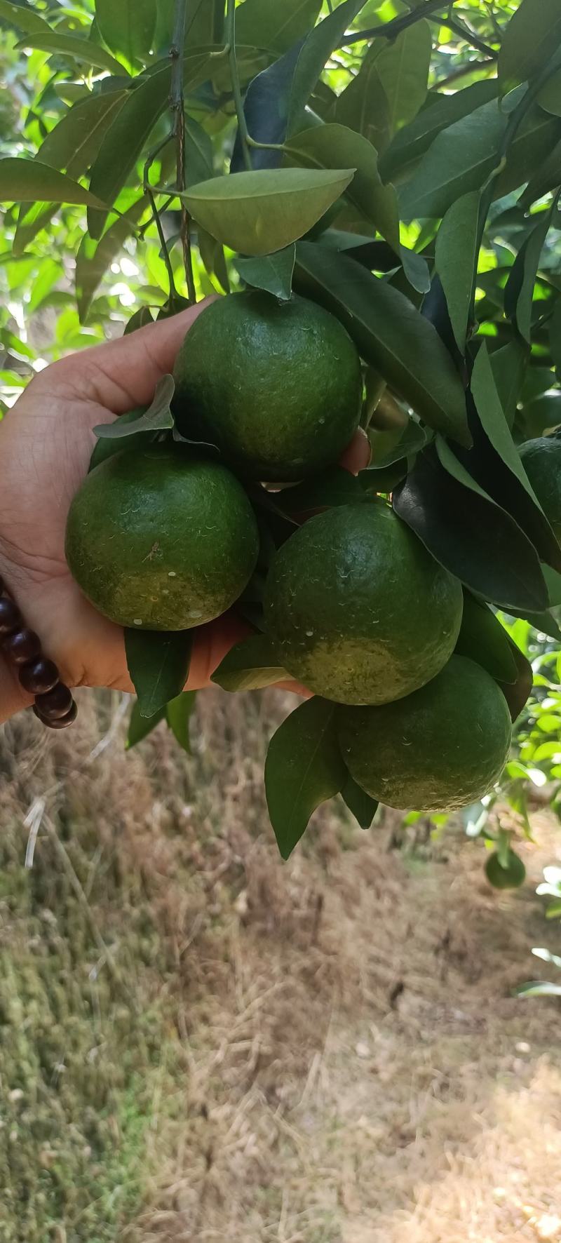 碰柑芦甘准备大量上市接受预定