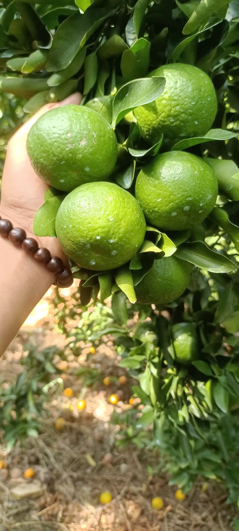 碰柑芦甘准备大量上市接受预定