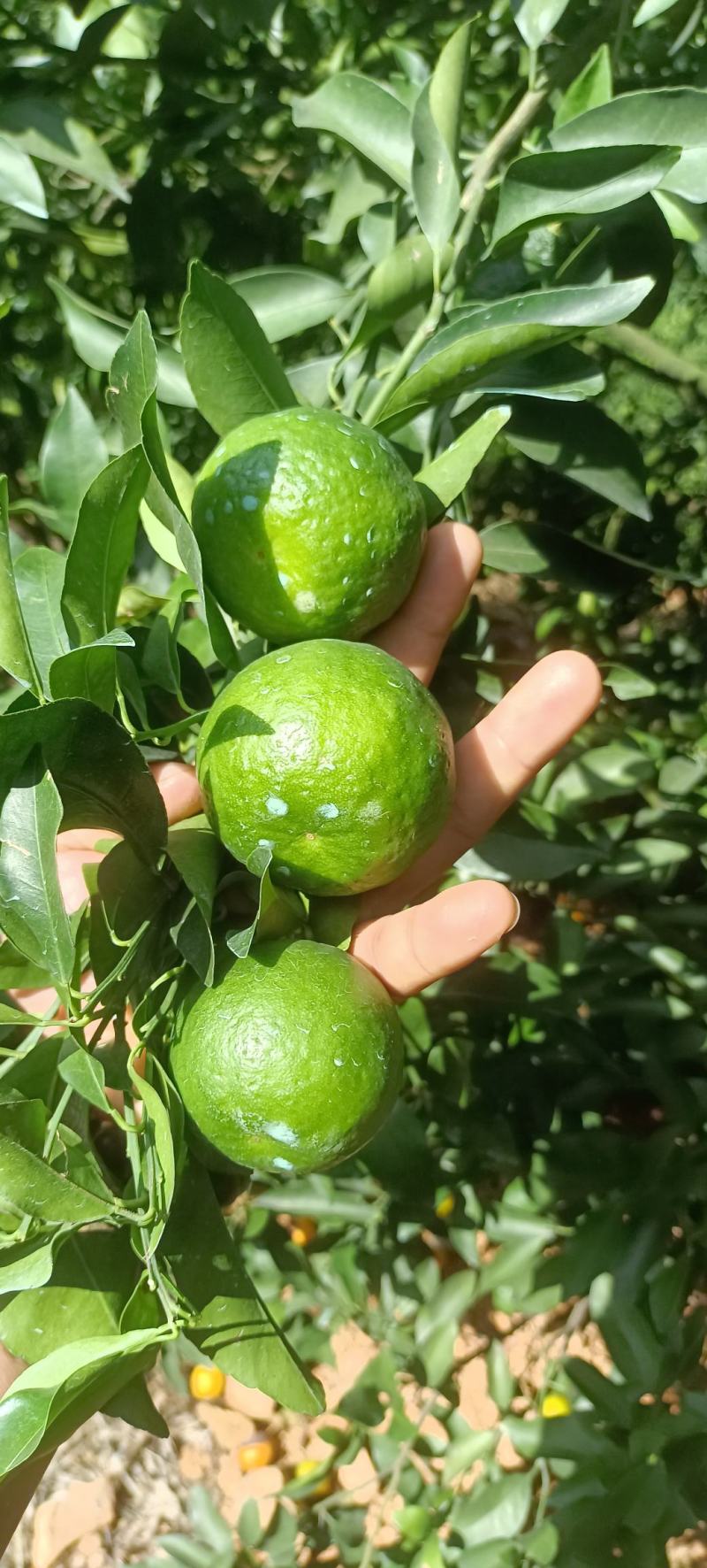 碰柑芦甘准备大量上市接受预定
