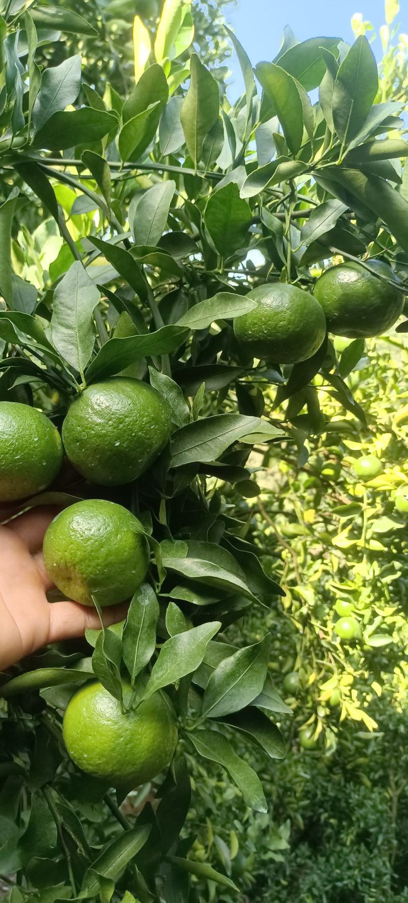 碰柑芦甘准备大量上市接受预定