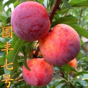 国峰七号李子树苗晚熟品种嫁接苗南方北方种植国丰7号辽宁新