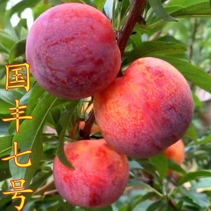 国峰七号李子树苗晚熟品种嫁接苗南方北方种植国丰7号辽宁新