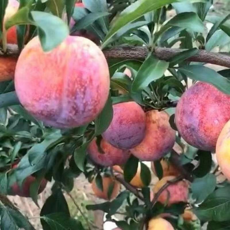 国峰七号李子树苗晚熟品种嫁接苗南方北方种植国丰7号辽宁新