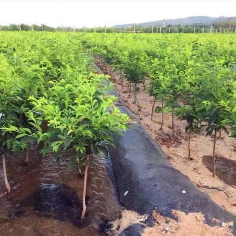 国峰七号李子树苗晚熟品种嫁接苗南方北方种植国丰7号辽宁新