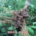国峰七号李子树苗晚熟品种嫁接苗南方北方种植国丰7号辽宁新