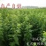 国峰七号李子树苗晚熟品种嫁接苗南方北方种植国丰7号辽宁新