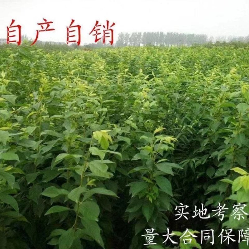 国峰七号李子树苗晚熟品种嫁接苗南方北方种植国丰7号辽宁新
