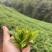 和平手工茶，高山绿茶，回甘是清明时节采制