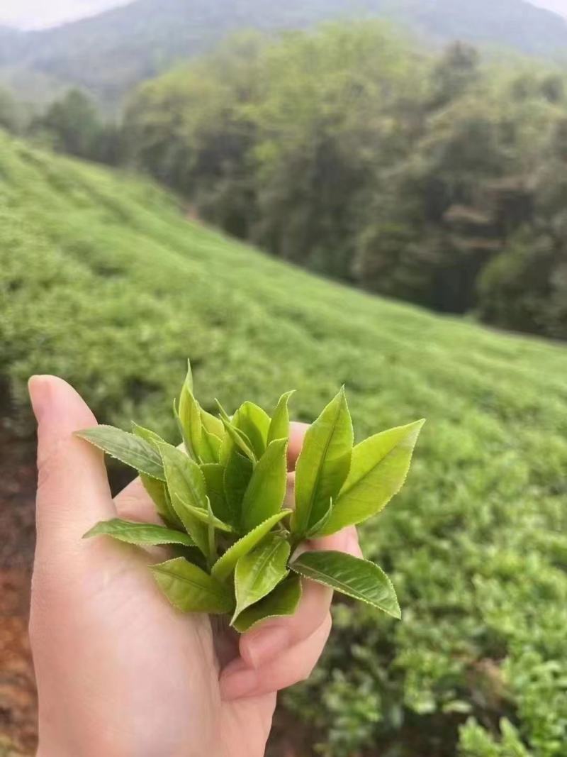和平手工茶，高山绿茶，回甘是清明时节采制