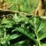和平手工茶，高山绿茶，回甘是清明时节采制