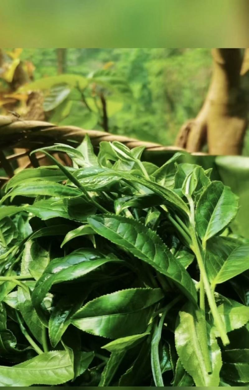 和平手工茶，高山绿茶，回甘是清明时节采制