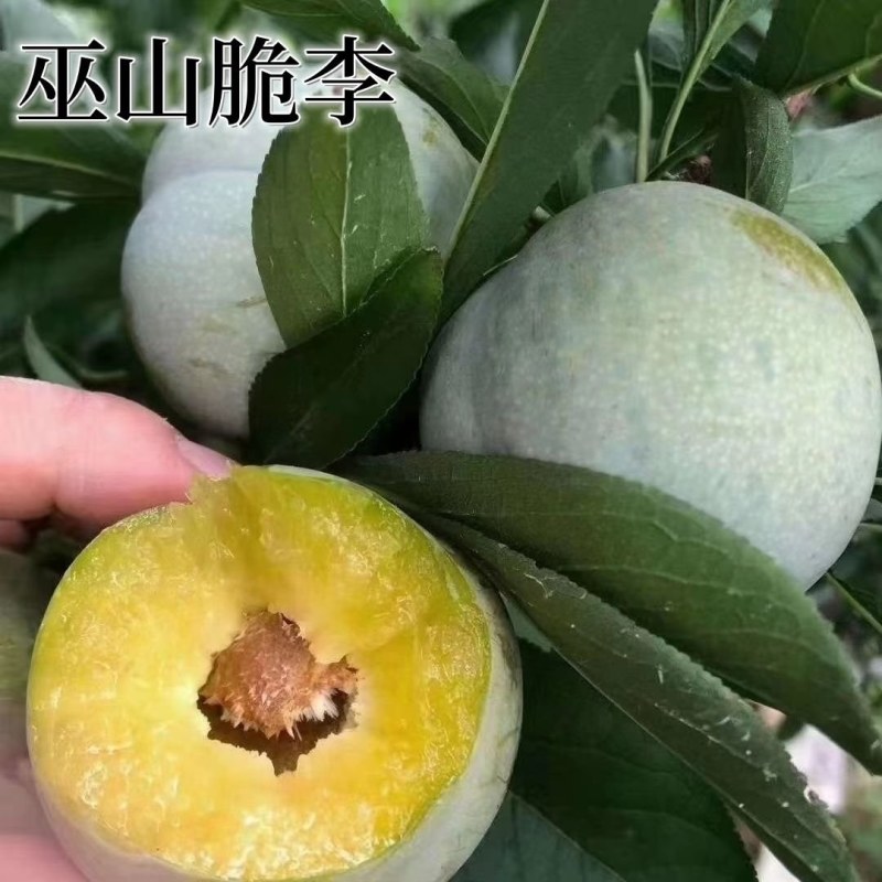 巫山李子树苗脆李苗南地栽大果苗盆栽嫁接甜脆脱骨南北方种植