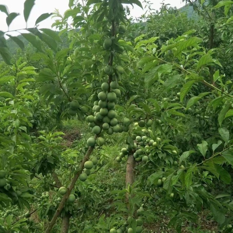 巫山李子树苗脆李苗南地栽大果苗盆栽嫁接甜脆脱骨南北方种植