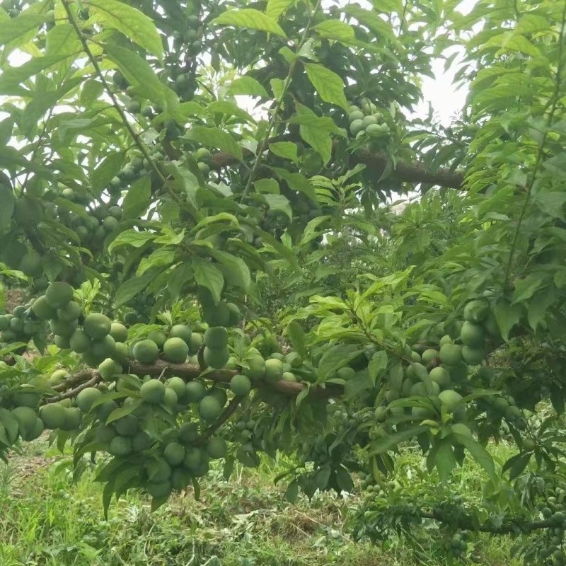 巫山李子树苗脆李苗南地栽大果苗盆栽嫁接甜脆脱骨南北方种植
