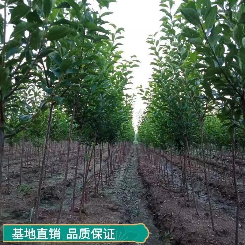 巫山李子树苗脆李苗南地栽大果苗盆栽嫁接甜脆脱骨南北方种植