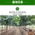 嫁接李子树苗特大红巨王李子果树苗南北方种植盆栽地栽庭院种