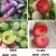 嫁接李子树苗特大红巨王李子果树苗南北方种植盆栽地栽庭院种