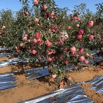 辽宁寒富苹果大量新鲜供应，果好价优，品质经营对接全国批发