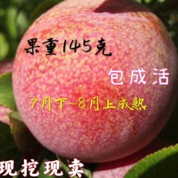 美国恐龙蛋红心李子树苗血丝李新品种嫁接苗美国杏李苗当年结