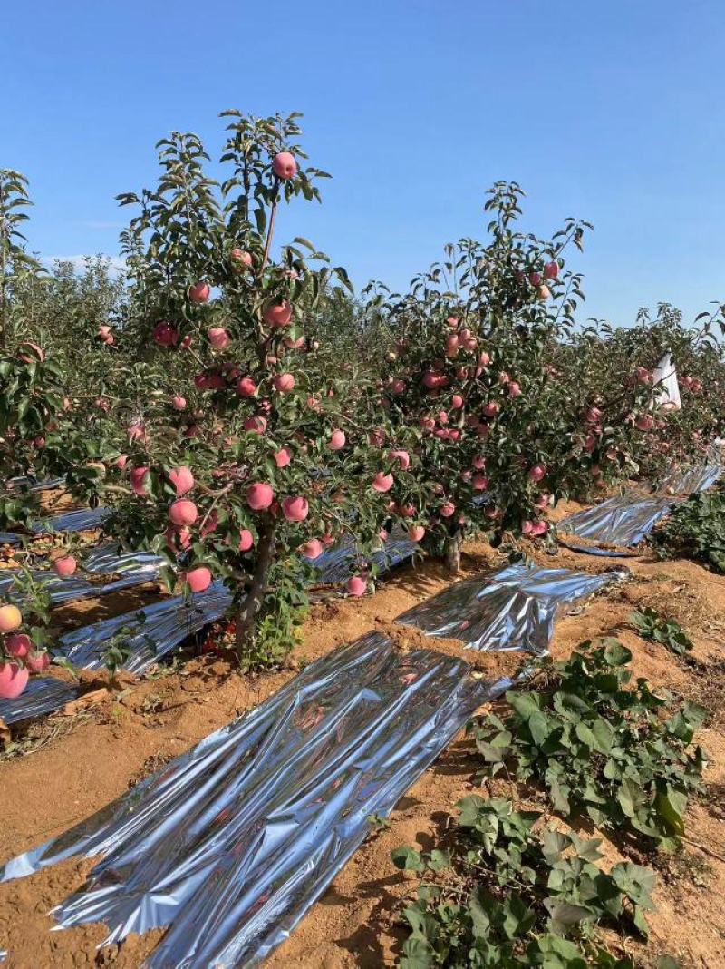 【推荐】辽宁寒富苹果产地直采严格品控欢迎咨询合作