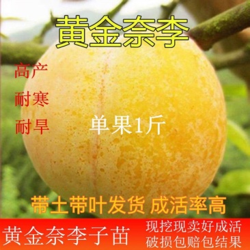 正宗嫁接黄金奈李苗大果耐寒盆栽地栽阳台庭院南北方种植当年