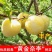 正宗嫁接黄金奈李苗大果耐寒盆栽地栽阳台庭院南北方种植当年