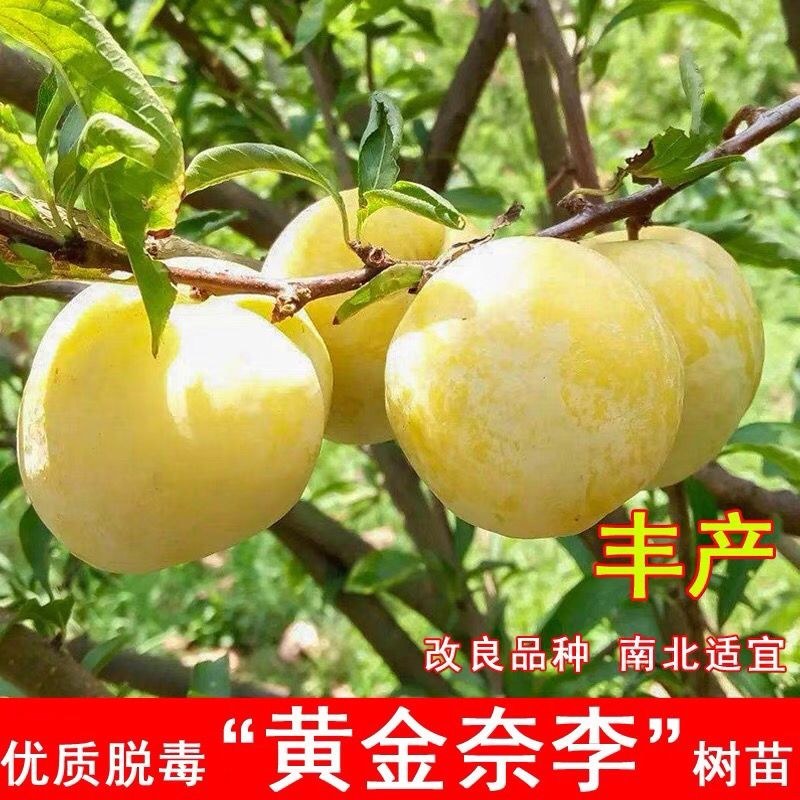 正宗嫁接黄金奈李苗大果耐寒盆栽地栽阳台庭院南北方种植当年